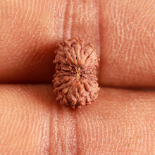 Load image into Gallery viewer, 16 Mukhi Rudraksha from Indonesia - Bead No 248