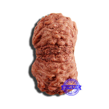 Load image into Gallery viewer, 16 Mukhi Rudraksha from Indonesia - Bead No 248