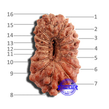 Load image into Gallery viewer, 16 Mukhi Rudraksha from Indonesia - Bead No 249
