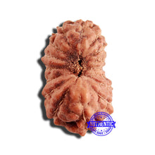 Load image into Gallery viewer, 16 Mukhi Rudraksha from Indonesia - Bead No 249
