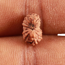 Load image into Gallery viewer, 16 Mukhi Rudraksha from Indonesia - Bead No 249