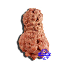 Load image into Gallery viewer, 16 Mukhi Rudraksha from Indonesia - Bead No 249