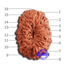 Load image into Gallery viewer, 16 Mukhi Rudraksha from Indonesia - Bead No 252