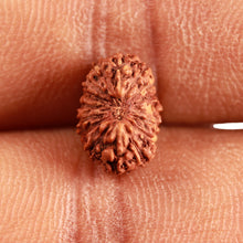 Load image into Gallery viewer, 16 Mukhi Rudraksha from Indonesia - Bead No 252
