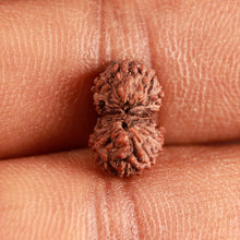 Load image into Gallery viewer, 16 Mukhi Rudraksha from Indonesia - Bead No 253