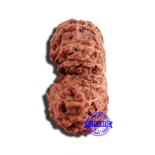 Load image into Gallery viewer, 16 Mukhi Rudraksha from Indonesia - Bead No 253