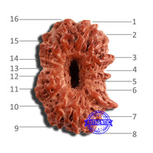Load image into Gallery viewer, 16 Mukhi Rudraksha from Indonesia - Bead No 254