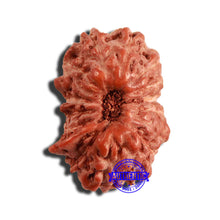 Load image into Gallery viewer, 16 Mukhi Rudraksha from Indonesia - Bead No 254
