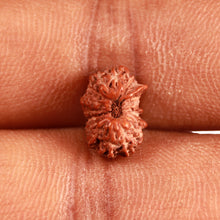 Load image into Gallery viewer, 16 Mukhi Rudraksha from Indonesia - Bead No 254