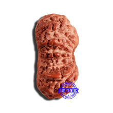 Load image into Gallery viewer, 16 Mukhi Rudraksha from Indonesia - Bead No 254
