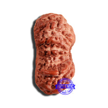Load image into Gallery viewer, 16 Mukhi Rudraksha from Indonesia - Bead No 254