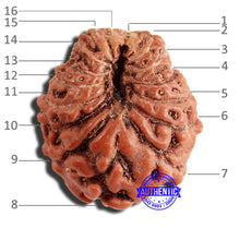 Load image into Gallery viewer, 16 Mukhi Rudraksha from Indonesia - Bead No 264