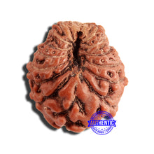Load image into Gallery viewer, 16 Mukhi Rudraksha from Indonesia - Bead No 264