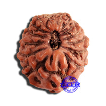 Load image into Gallery viewer, 16 Mukhi Rudraksha from Indonesia - Bead No 264