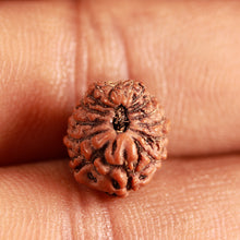 Load image into Gallery viewer, 16 Mukhi Rudraksha from Indonesia - Bead No 264