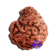 Load image into Gallery viewer, 16 Mukhi Rudraksha from Indonesia - Bead No 264