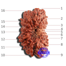 Load image into Gallery viewer, 16 Mukhi Rudraksha from Indonesia - Bead No 265