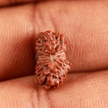Load image into Gallery viewer, 16 Mukhi Rudraksha from Indonesia - Bead No 265