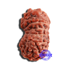 Load image into Gallery viewer, 16 Mukhi Rudraksha from Indonesia - Bead No 265