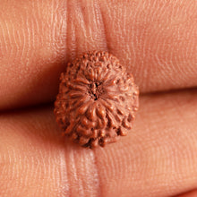 Load image into Gallery viewer, 16 Mukhi Rudraksha from Indonesia - Bead No 266