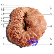 Load image into Gallery viewer, 16 Mukhi Rudraksha from Indonesia - Bead No 267