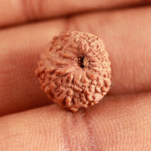 Load image into Gallery viewer, 16 Mukhi Rudraksha from Indonesia - Bead No 267
