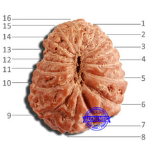Load image into Gallery viewer, 16 Mukhi Rudraksha from Indonesia - Bead No 268