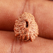 Load image into Gallery viewer, 16 Mukhi Rudraksha from Indonesia - Bead No 268