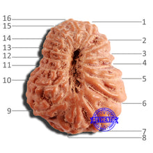Load image into Gallery viewer, 16 Mukhi Rudraksha from Indonesia - Bead No 269
