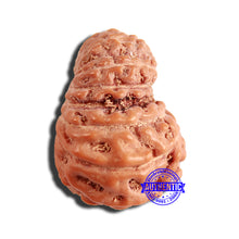Load image into Gallery viewer, 16 Mukhi Rudraksha from Indonesia - Bead No 269