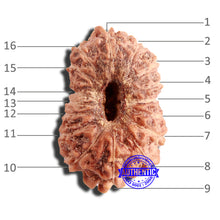 Load image into Gallery viewer, 16 Mukhi Rudraksha from Indonesia - Bead No 270