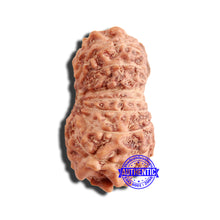 Load image into Gallery viewer, 16 Mukhi Rudraksha from Indonesia - Bead No 270