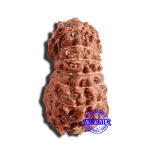 Load image into Gallery viewer, 16 Mukhi Rudraksha from Indonesia - Bead No 271
