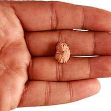 Load image into Gallery viewer, 16 Mukhi Rudraksha from Indonesia - Bead No 274