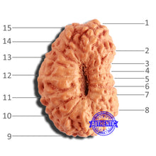 Load image into Gallery viewer, 16 Mukhi Rudraksha from Indonesia - Bead No 275