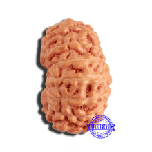 Load image into Gallery viewer, 16 Mukhi Rudraksha from Indonesia - Bead No 275