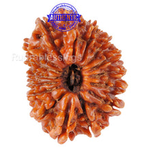 Load image into Gallery viewer, 16 Mukhi Rudraksha from Nepal - Bead No. 39