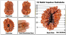 Load image into Gallery viewer, 16 Mukhi Rudraksha from Nepal - Bead No. 39
