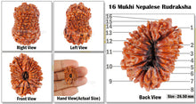 Load image into Gallery viewer, 16 Mukhi Rudraksha from Nepal - Bead No. 39
