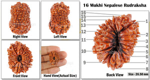 16 Mukhi Rudraksha from Nepal - Bead No. 39