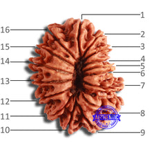 Load image into Gallery viewer, 16 Mukhi Rudraksha from Nepal - Bead No. 100