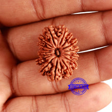 Load image into Gallery viewer, 16 Mukhi Rudraksha from Nepal - Bead No. 100