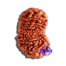 Load image into Gallery viewer, 16 Mukhi Rudraksha from Nepal - Bead No. 100