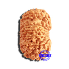 Load image into Gallery viewer, 13 Mukhi Nepalese Rudraksha - Bead No. 330