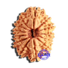 Load image into Gallery viewer, 13 Mukhi Nepalese Rudraksha - Bead No. 332