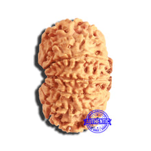 Load image into Gallery viewer, 13 Mukhi Nepalese Rudraksha - Bead No. 332