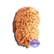 Load image into Gallery viewer, 13 Mukhi Nepalese Rudraksha - Bead No. 332