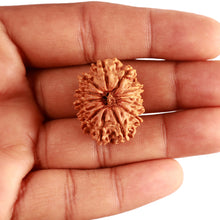 Load image into Gallery viewer, 13 Mukhi Nepalese Rudraksha - Bead No. 333