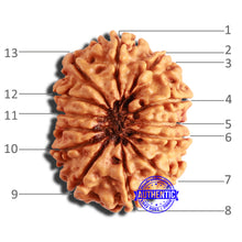 Load image into Gallery viewer, 13 Mukhi Nepalese Rudraksha - Bead No. 334