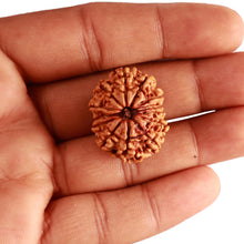 Load image into Gallery viewer, 13 Mukhi Nepalese Rudraksha - Bead No. 334